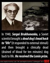 1940 dog experiments